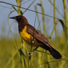 Pseudoleistes virescens