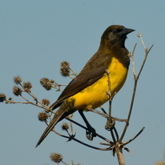 Pseudoleistes guirahuro