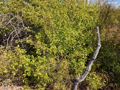 Bursera