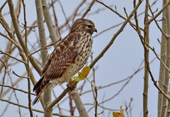 Buteo lineatus