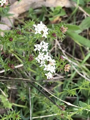 Asperula conferta