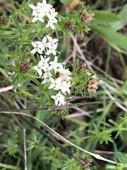 Asperula conferta