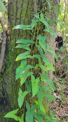 Syngonium podophyllum