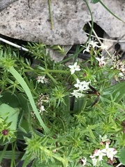 Asperula conferta