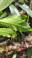 Frangula caroliniana