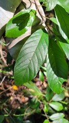 Frangula caroliniana