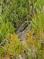 Lissolepis coventryi