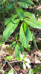 Frangula caroliniana