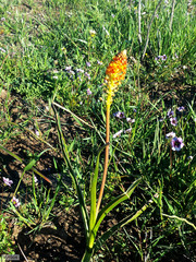 Bulbinella latifolia doleritica