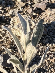 Eriodictyon tomentosum