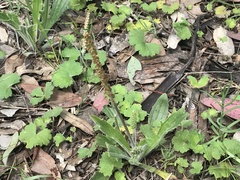 Plantago varia