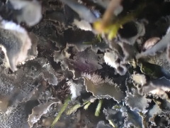 Leptochidium albociliatum