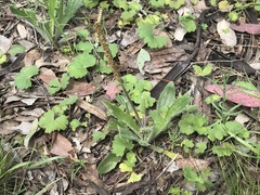 Plantago varia