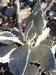 Eriodictyon tomentosum