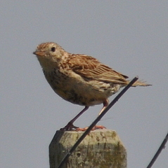 Anthus hellmayri