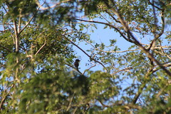 Pachyramphus aglaiae