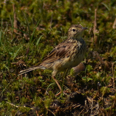 Anthus lutescens