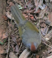 Trochalopteron melanostigma