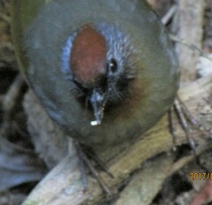 Trochalopteron melanostigma