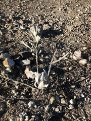 Eriodictyon tomentosum