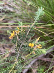 Pultenaea graveolens