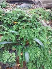 Adiantum