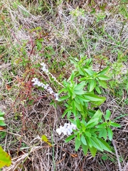 Salvia farinacea