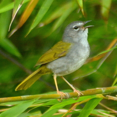 Myiothlypis leucoblephara