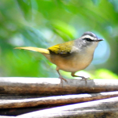 Myiothlypis rivularis