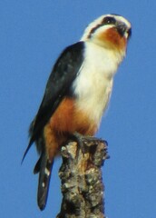 Microhierax caerulescens