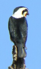 Microhierax caerulescens