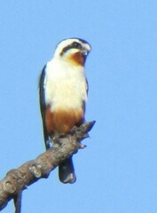 Microhierax caerulescens