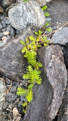 Leptinella squalida