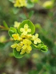 Pimelea flava