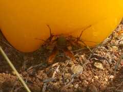 Polistes carnifex