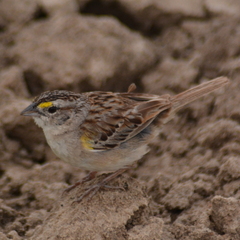 Ammodramus humeralis