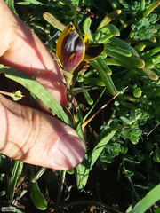 Hesperantha vaginata