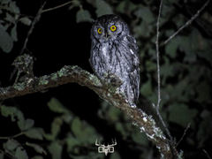 Western Screech-Owl photo 5