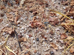 Litaneutria ocularis