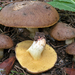 Suillus collinitus - Photo (c) Federico Calledda, some rights reserved (CC BY-NC), uploaded by Federico Calledda
