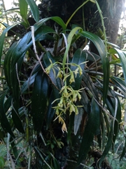 Epidendrum bivalve