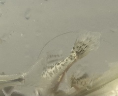 Cynoscion nebulosus