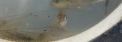 Sciaenops ocellatus