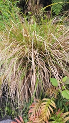 Carex