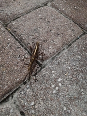 Anisomorpha buprestoides