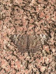 Lepidoptera