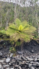 Cyathea smithii