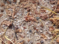 Litaneutria ocularis