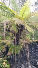 Cyathea smithii