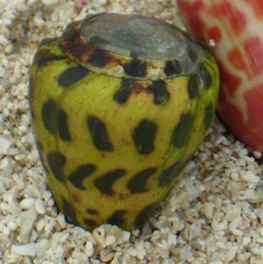 Conus ebraeus